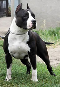 CH. AIK OF FLIGHT STAFF (SRB)